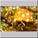 Halyzia sedecimguttata - Sechzehnfleckige Marienkaefer 01.jpg